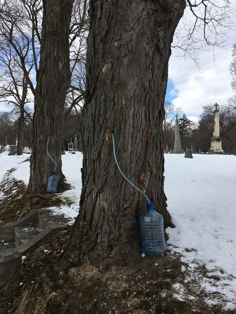 Maple Syrup Project Historic Maple Syrup Experiment • Blog | Albany Diocesan Cemeteries