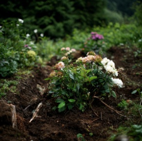 cemeteries in Albany, NY